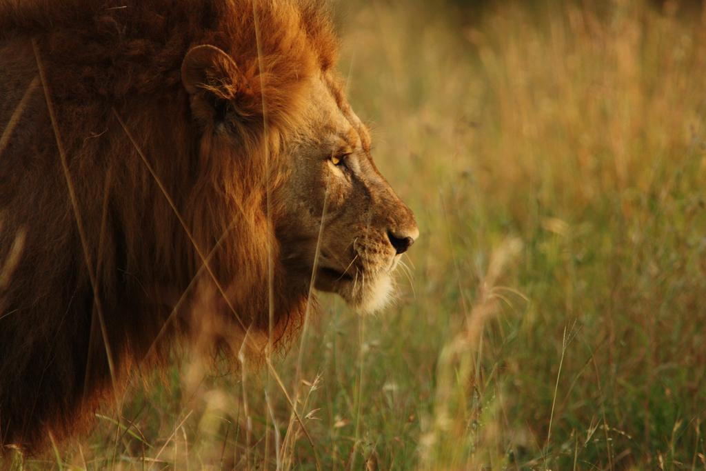 فيلا ليوبارد ماونتن سافاري لودج Manyoni Private Game Reserve المظهر الخارجي الصورة
