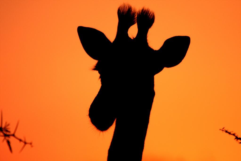 فيلا ليوبارد ماونتن سافاري لودج Manyoni Private Game Reserve المظهر الخارجي الصورة